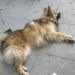 Pomsky - julien 9 Schattige hond ligt ontspannen op de stoep in de zon.