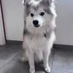 Pomsky - ace 19 Schattige pomsky puppy met blauwe ogen en fluffy vacht.
