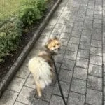 Pomsky - julien 10 Schattige pomsky hond wandelt op straat met leiband.