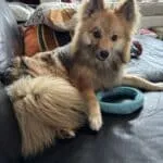 Pomsky - julien 11 Schattige pomsky pup met speelse houding op bank.