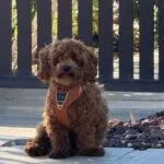 Poedel - jules 9 Schattige poedel puppy op terras met houten hek.