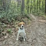 Beagle - poekie 8 Schattige beagle puppy zit op een bospad in de natuur.