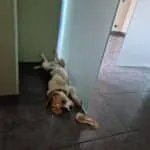 Beagle - poekie 7 Lachende beagle poekie ligt op de vloer in een huis.