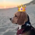 Beagle - pip 5 Schattige beagle met kroon op het strand bij zonsondergang.