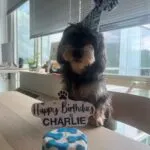 Ruwharige teckel - charlie 3 Ruwharige teckel met feesthoedje en verjaardagscake.