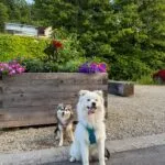 Pomsky 5 Two adorable dogs sitting outdoors near a flower bed and trees.