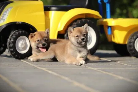 Shiba Inu puppy te koop