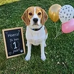 Beagle - poekie 6 Gelukkige beagle met ballonnen en verjaardagsbord.