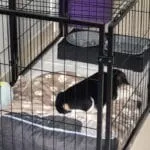 Beagle - sprokkel 4 Young beagle puppy resting inside a black metal crate with bedding and water bowl.