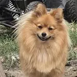 Spitz nain - peppa (hyon, be) 8 Adorable spitz nain peppa dog at woefkesranch in hyon, be.
