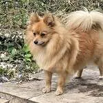 Spitz nain - peppa (hyon, be) 9 Adorable spitz nain peppa standing outdoors in a natural setting.