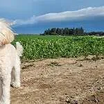 Miniature poodle - charlie (ukkel, be) 1 Adorable white dog standing in green field at woefkesranch.