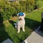Lagotto romagnolo - balou 4 Cute lagotto romagnolo puppy wearing a blue balou cap outdoors.