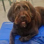Labradoodle - sammy (deurne, be) 1 Labradoodle sammy lying on a blue mat with an orange ball in deurne, belgium.