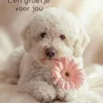 Lagotto romagnolo - balou 5 Adorable lagotto romagnolo puppy with pink flower for a greeting.