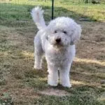 Lagotto romagnolo - balou 2 Cute lagotto romagnolo puppy standing on grass at woefkesranch.