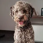 Labradoodle - leo (sint gillis waas, be) 4 Adorable labradoodle puppy leo sitting indoors at woefkesranch.