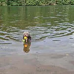 Labradoodle - leo (sint gillis waas, be) 2 Labradoodle swimming in a lake with a yellow ball in its mouth.