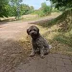 Labradoodle - leo (sint gillis waas, be) 3 Adorable labradoodle puppy sitting outdoors on a dirt path.