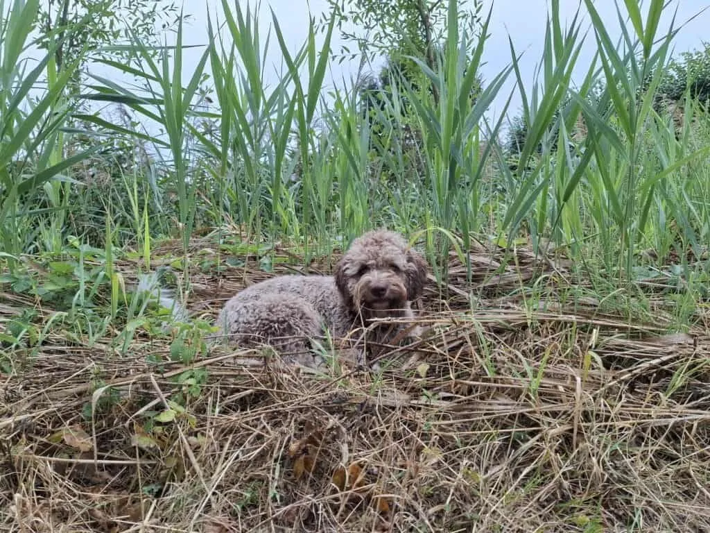 Cute labradoodle puppy lying in tall grass outdoors.