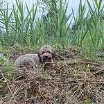Labradoodle - leo (sint gillis waas, be) 5 Cute labradoodle puppy lying in tall grass outdoors.