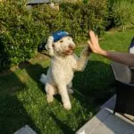 Lagotto romagnolo - balou 3 Lagotto romagnolo puppy giving a high five outdoors.