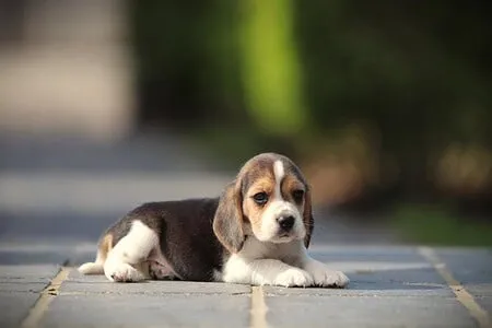 Beagle puppy te koop