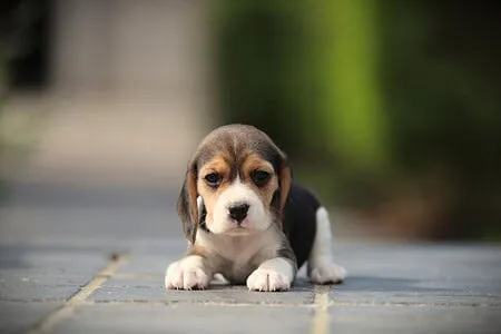 Beagle puppy te koop