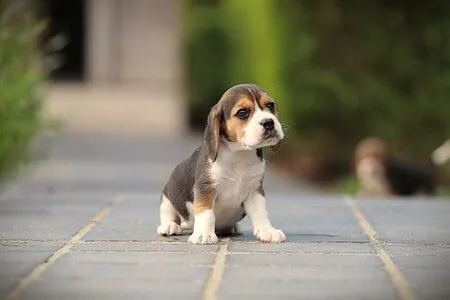 Beagle puppy te koop