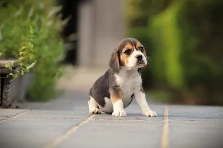 Beagle puppy te koop