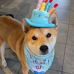 Shiba inu - charly 20 Lieve hond met verjaardagshoed en bandana voor een feestelijke gelegenheid.