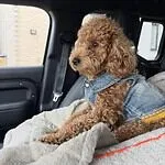 Dwergpoedel - odette 2 Adorable toy poodle odette in denim jacket sitting in car seat.