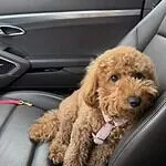 Dwergpoedel - odette 3 Adorable brown poodle puppy sitting on car seat with pink collar.