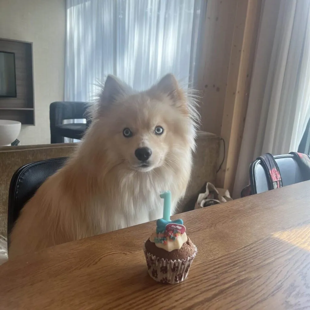 Adorable pomsky puppy with a birthday cupcake and candle on a wooden table.