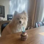 Pomsky - bulan (ulestraten, nl) 4 Adorable pomsky puppy with a birthday cupcake and candle on a wooden table.