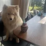 Pomsky - bulan (ulestraten, nl) 3 Adorable pomsky puppy sitting by a cupcake on a dining table.