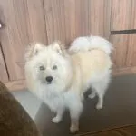 Pomsky - bulan (ulestraten, nl) 2 Adorable fluffy white pomsky puppy with blue eyes at woefkesranch.