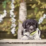 Labradoodle - leo (sint gillis waas, be) 6 Adorable black and white puppy with blue eyes on wooden surface at woefkesranch.