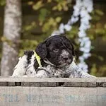 Labradoodle - leo (sint gillis waas, be) 7 Adorable puppy lying on a wooden surface at woefkesranch.
