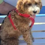 Maltipoo - juleke 4 Adorable maltipoo puppy with curly fur wearing a red harness.