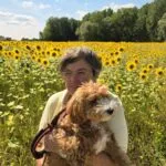 Maltipoo - juleke 6 Woman holding a fluffy brown and white dog in a sunflower field under a blue sky.