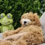 Maltipoo - juleke 8 Adorable maltipoo puppy relaxing outdoors with greenery and a decorative frog statue.