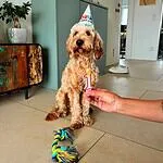 Cockapoo - alex (luxemburg) 1 Cute cockapoo dog celebrating birthday with party hat and candle.