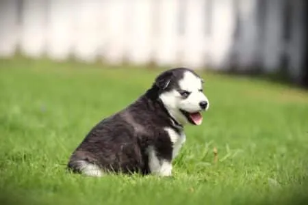 Pomsky puppy te koop