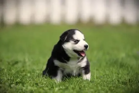 Pomsky puppy te koop