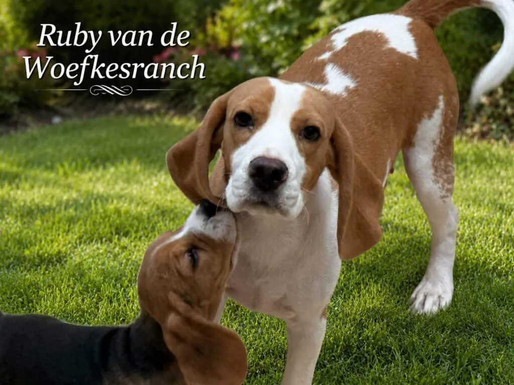 Schattige beagle puppy ruby en olly in de tuin.