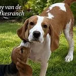 Beagle - olly & ruby 1 Schattige beagle puppy ruby en olly in de tuin.
