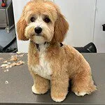 Maltipoo - pipa 3 Adorable groomed dog sitting on grooming table at woefkesranch.