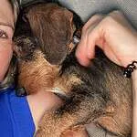 Teckel nain poil dur - gusti (dudelange, lux) 1 Cute dog cuddling with person on sofa at woefkesranch.