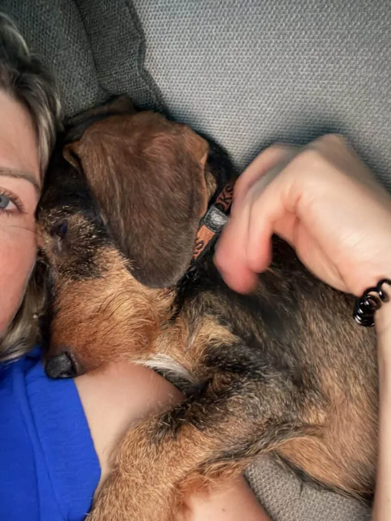 Cute dog cuddling with person on sofa at woefkesranch.